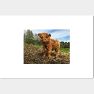 Scottish Highland Cattle Calf 2002 Posters and Art